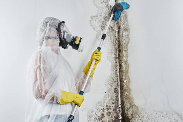 Best Industrial Mold Remediation in La Harpe, IL