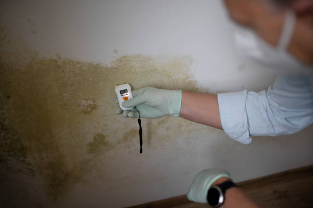 Best Commercial Mold Remediation in La Harpe, IL