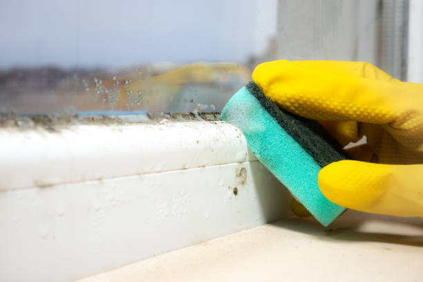Best White Mold Remediation in La Harpe, IL