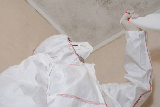 Best Post-Flood Mold Remediation in La Harpe, IL