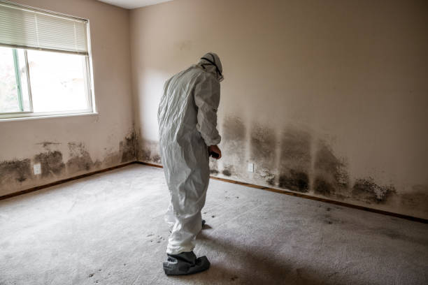 Best Bathroom Mold Remediation in La Harpe, IL