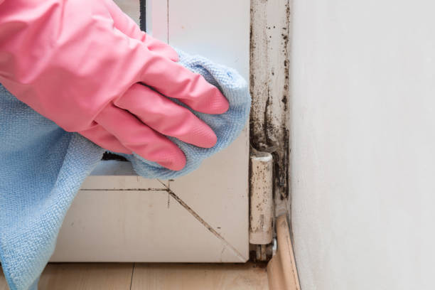 Professional Mold Remediation in La Harpe, IL
